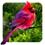 3D birds parallax 2.0.0