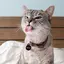 WAStickerApps Cat & Funny Cat  2.0