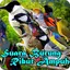 Suara Pikat Burung Ribut Ampuh 1.1.0