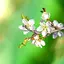 Spring Garden Live Wallpaper 1.0.8