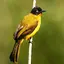 Bulbul Bird Sound Ringtones 1.3