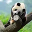 Cute Panda Live Wallpaper 1.0.6