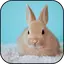 Cute rabbits wallpapers 10.95