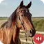 Horse Sounds 3.0.0