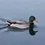Duck Calls 4.0