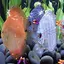 Discus Fish Live Wallpaper 221.GG