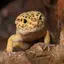 Gecko Sounds 1.4