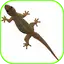 Lizard Fall 10.0.0