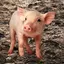 Oink - Pig Sounds 1.0.1