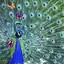 Peacock Live Wallpaper 221.GG