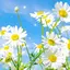 Spring Live Wallpaper 3.1