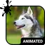 Cute Husky Wallpaper HD Theme 5.15.1