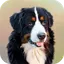 Dog Wallpapers 4.3.0