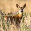 Deer Wallpapers 2.1.0