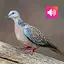 Spotted Dove: Sound, Ringtones 3.9.0