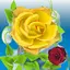 Gold rose live wallpaper 26.0