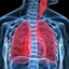 Respiratory System 1.0