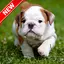 Pitbull Pup Wallpaper HD 1.0.5