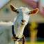 Goat Sounds 4.1