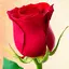 Roses Stickers for WhatsApp 4.0