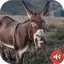 Donkey Sounds 2.1
