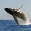 Whale Sounds 1.0.4