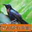 Master Kicau Kolibri Ninja 1.3