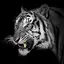White Tiger Wallpapers 1.1