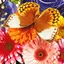 Butterfly Fluttering Puzzle 2.0.29