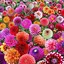 Flowers Wallpaper 4K 2.1