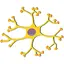 Neurophysiology 80.91.30