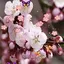 Sakura Live Wallpaper 222.GG