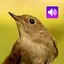 Nightingale: Bird Sounds 3.8.0