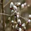 Spring Landscapes Wallpaper 1.0.6