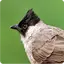 Sooty-headed Bulbul 1.1.2