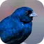 Bird songs tiziu brazil 2.1.1