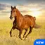 Horse Sounds and Ringtones 1.0.9
