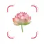 Flower Identifier FlowerBook 1.2