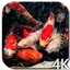 Koi 4K Video Live Wallpaper 3.0