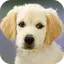 Puppy Wallpapers