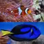 Who Is This ? for Nemo & Dory 1.0