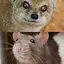 Mongoose and Bandicoot Sounds 35.0.0