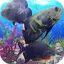 Oscar Fish Aquarium Video 3D 9.0