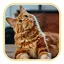 Cat Wallpaper 4.2.7