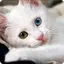 Guess the Cat: Tile Puzzle 2.2.8