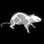 3D Rat Anatomy 2.03