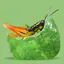 Grasshoppers of the Western US 1.1.0