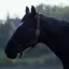 Horses Live Wallpaper 7.1
