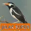 Master Kicau Jalak Suren 1.8