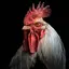 Rooster Sounds 20231118